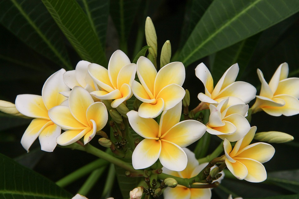 frangipanier-fleur-tahiti