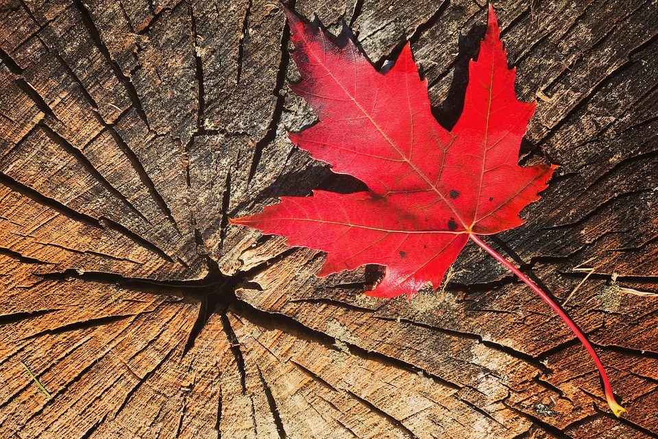 Comment ne pas immigrer au Québec ?