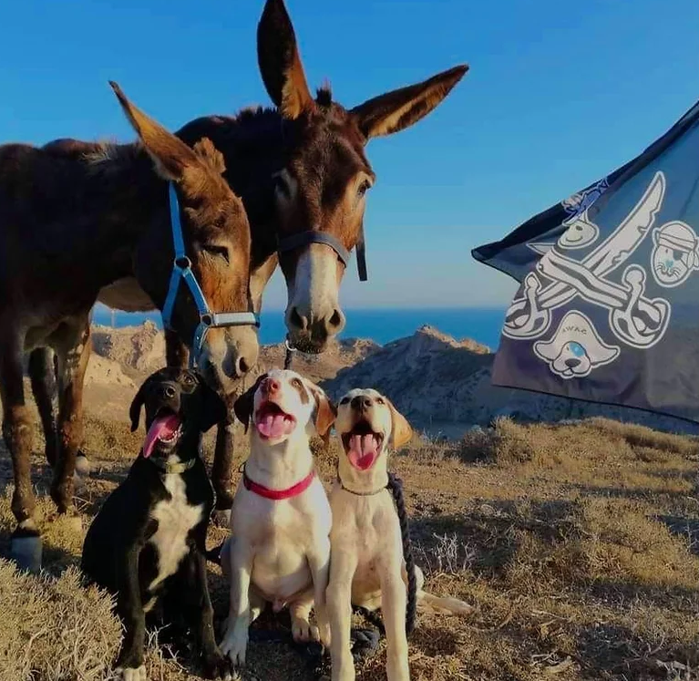 Chiens et ânes du refuge SAWA à Santorin lors d'un séjour bien-être animal