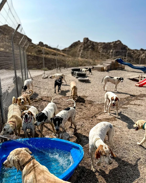 Chiens du refuge SAWA