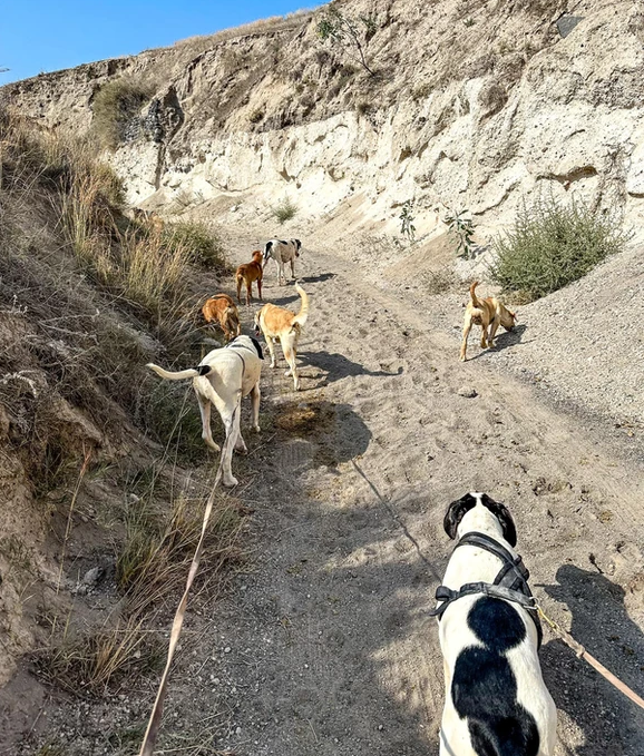 chiens de refuge santorin balade