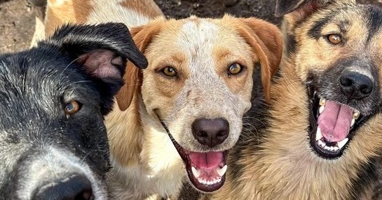Chiens du refuge SAWA